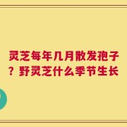 灵芝每年几月散发孢子？野灵芝什么季节生长