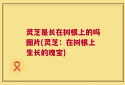 灵芝是长在树根上的吗图片(灵芝：在树根上生长的瑰宝)