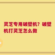 灵芝专用破壁机？破壁机打灵芝怎么做