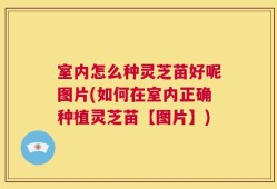 室内怎么种灵芝苗好呢图片(如何在室内正确种植灵芝苗【图片】)