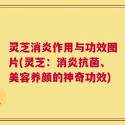 灵芝消炎作用与功效图片(灵芝：消炎抗菌、美容养颜的神奇功效)