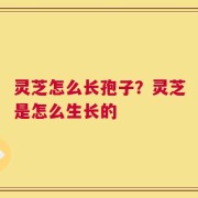 灵芝怎么长孢子？灵芝是怎么生长的