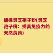 捕捉灵芝孢子粉(灵芝孢子粉：提高免疫力的天然良药)