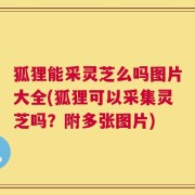 狐狸能采灵芝么吗图片大全(狐狸可以采集灵芝吗？附多张图片)