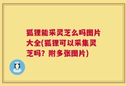 狐狸能采灵芝么吗图片大全(狐狸可以采集灵芝吗？附多张图片)