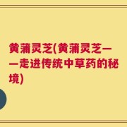 黄蒲灵芝(黄蒲灵芝——走进传统中草药的秘境)