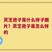 灵芝孢子是什么样子图片？灵芝孢子是怎么样的