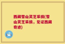 西藏雪山灵芝采摘(雪山灵芝采摘，见证西藏奇迹)