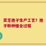 灵芝孢子生产工艺？孢子粉种植全过程