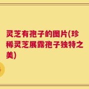 灵芝有孢子的图片(珍稀灵芝展露孢子独特之美)