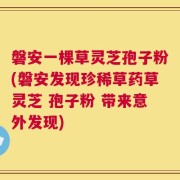 磐安一棵草灵芝孢子粉(磐安发现珍稀草药草灵芝 孢子粉 带来意外发现)