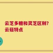 云芝多糖和灵芝区别？云菇特点