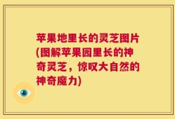 苹果地里长的灵芝图片(图解苹果园里长的神奇灵芝，惊叹大自然的神奇魔力)