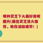 哪种灵芝下火最好用呢图片(最佳灵芝清火推荐，助你消除疲劳！)