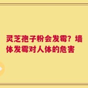 灵芝孢子粉会发霉？墙体发霉对人体的危害