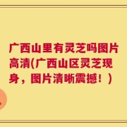 广西山里有灵芝吗图片高清(广西山区灵芝现身，图片清晰震撼！)