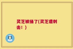 灵芝被捅了(灵芝遭刺击！)