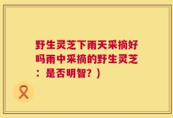 野生灵芝下雨天采摘好吗雨中采摘的野生灵芝：是否明智？)