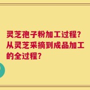 灵芝孢子粉加工过程？从灵芝采摘到成品加工的全过程？