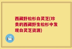 西藏野松杉白灵芝(珍贵的西藏野生松杉中发现白灵芝资源)