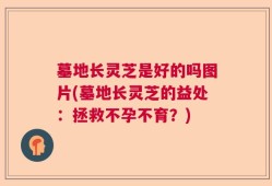 墓地长灵芝是好的吗图片(墓地长灵芝的益处：拯救不孕不育？)