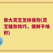 很大灵芝怎样保存(灵芝储存技巧，保鲜不堆积)