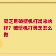 灵芝用破壁机打出来啥样？破壁机打灵芝怎么做