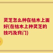 灵芝怎么种在枯木上面好(在枯木上种灵芝的技巧及窍门)