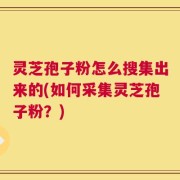 灵芝孢子粉怎么搜集出来的(如何采集灵芝孢子粉？)