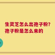 生灵芝怎么出孢子粉？孢子粉是怎么来的
