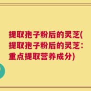 提取孢子粉后的灵芝(提取孢子粉后的灵芝：重点提取营养成分)