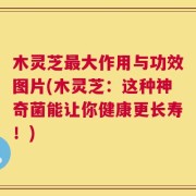 木灵芝最大作用与功效图片(木灵芝：这种神奇菌能让你健康更长寿！)