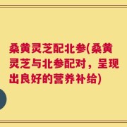 桑黄灵芝配北参(桑黄灵芝与北参配对，呈现出良好的营养补给)