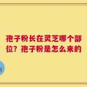 孢子粉长在灵芝哪个部位？孢子粉是怎么来的