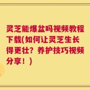 灵芝能爆盆吗视频教程下载(如何让灵芝生长得更壮？养护技巧视频分享！)