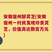 安徽宿州郜灵芝(安徽宿州一村民发现珍贵灵芝，价值高达数百万元)