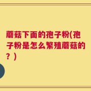 蘑菇下面的孢子粉(孢子粉是怎么繁殖蘑菇的？)