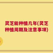 灵芝能种植几年(灵芝种植周期及注意事项)