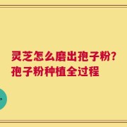 灵芝怎么磨出孢子粉？孢子粉种植全过程