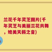 兰花千年灵芝图片(千年灵芝与美丽兰花共舞，媲美天籁之音)
