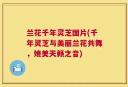 兰花千年灵芝图片(千年灵芝与美丽兰花共舞，媲美天籁之音)