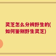 灵芝怎么分辨野生的(如何鉴别野生灵芝)