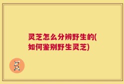 灵芝怎么分辨野生的(如何鉴别野生灵芝)