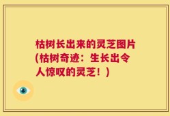 枯树长出来的灵芝图片(枯树奇迹：生长出令人惊叹的灵芝！)
