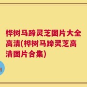 桦树马蹄灵芝图片大全高清(桦树马蹄灵芝高清图片合集)