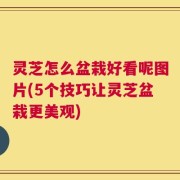灵芝怎么盆栽好看呢图片(5个技巧让灵芝盆栽更美观)