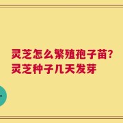 灵芝怎么繁殖孢子苗？灵芝种子几天发芽