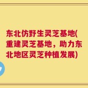 东北仿野生灵芝基地(重建灵芝基地，助力东北地区灵芝种植发展)