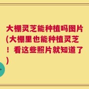 大棚灵芝能种植吗图片(大棚里也能种植灵芝！看这些照片就知道了)