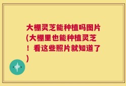 大棚灵芝能种植吗图片(大棚里也能种植灵芝！看这些照片就知道了)